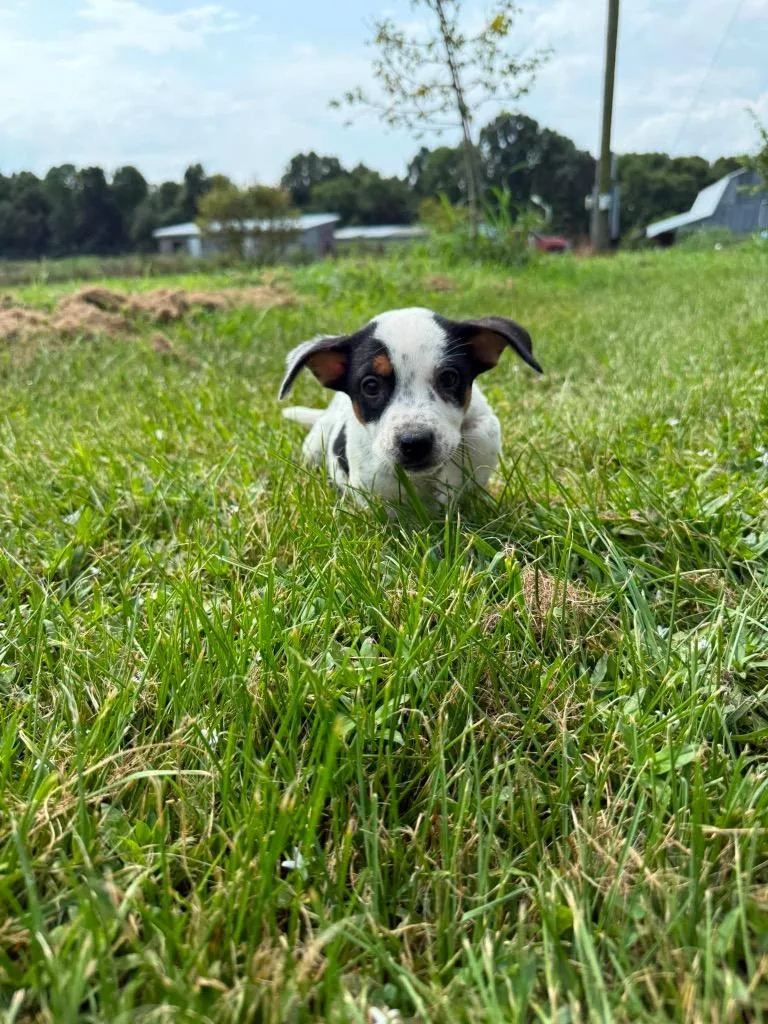 A baby medium-sized male Mixed Breed dog named Marlon for adoption in Russellville, KY