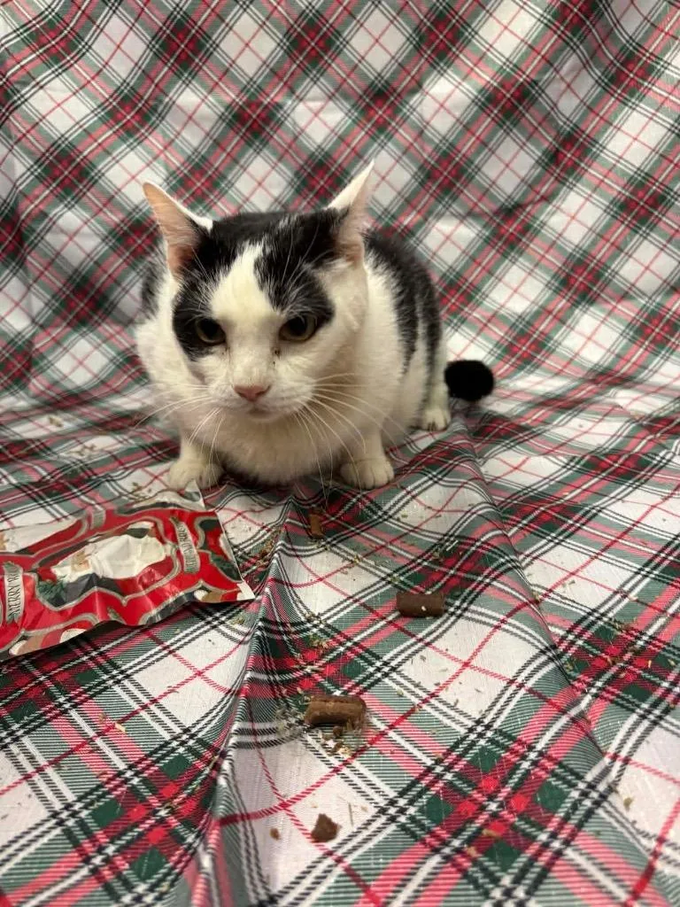 Mr. Lilly thumbnail 2