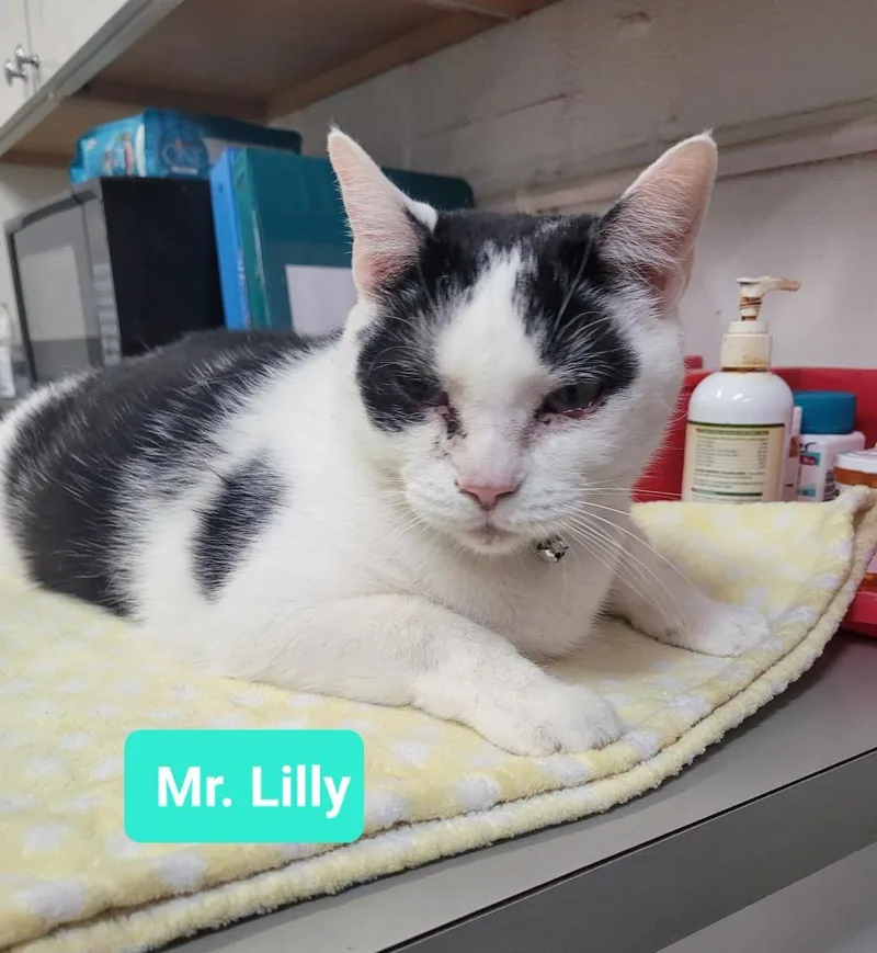 Mr. Lilly thumbnail 3