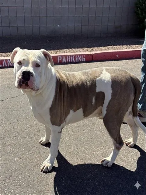 An adult large-sized male Pit Bull Terrier dog named Gandalf for adoption in Phoenix, AZ