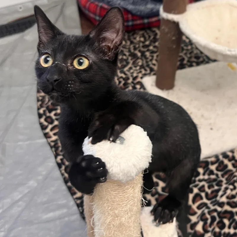 A baby small-sized male Black Domestic Short Hair cat named Peter Somers for adoption in Morrison, CO