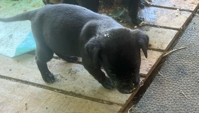 Puppies! M And F thumbnail 2