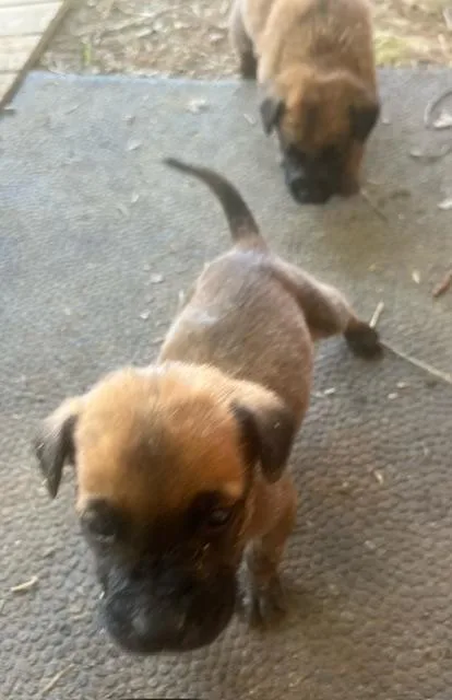 Puppies! M And F thumbnail 3