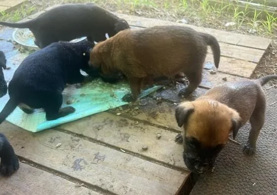 Puppies! M And F thumbnail 4