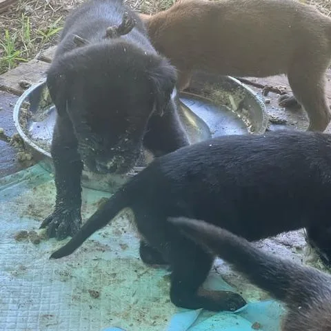 Puppies! M And F thumbnail 5