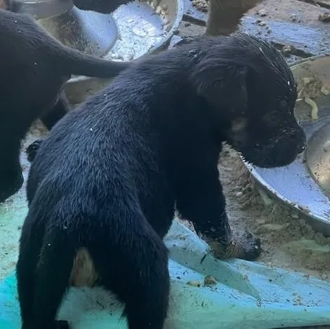 Puppies! M And F thumbnail 6