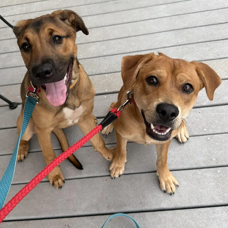 Ace and Millie Lynn thumbnail 5