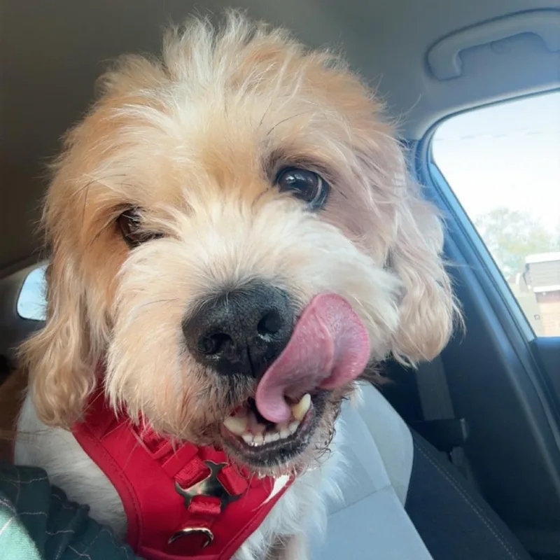 An adult small-sized male Yellow / Tan / Blond / Fawn Wheaten Terrier dog named Flounder for adoption in Kissimmee, FL