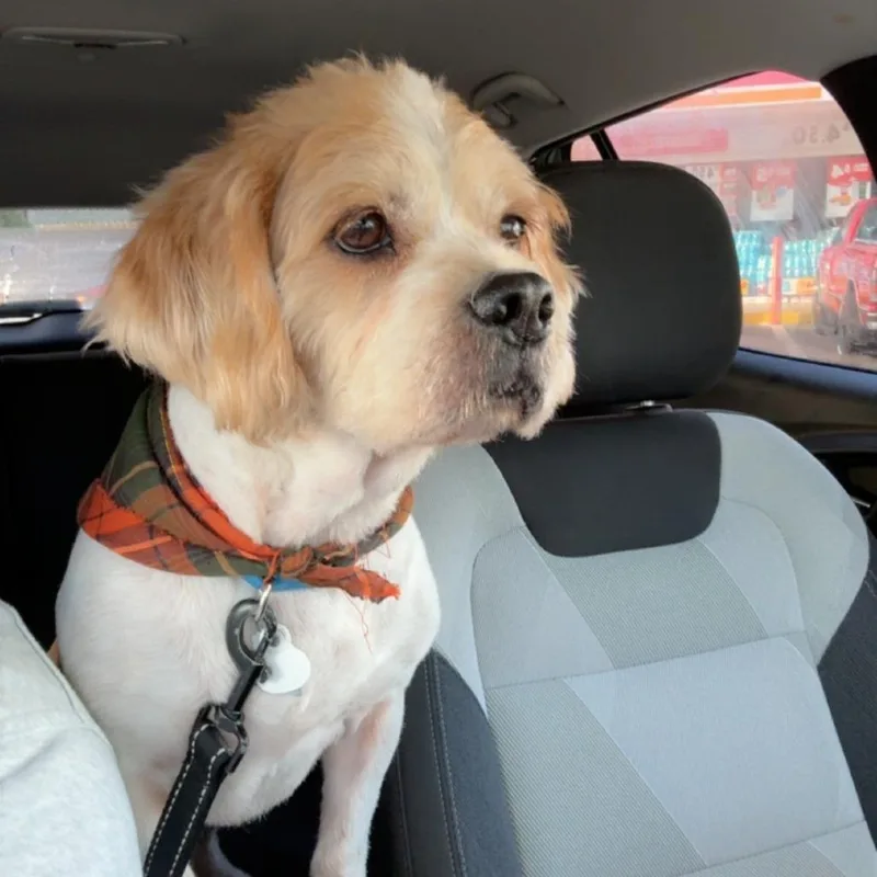 Flounder thumbnail 2