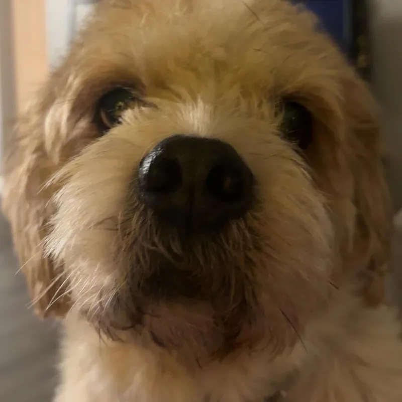 Flounder thumbnail 3