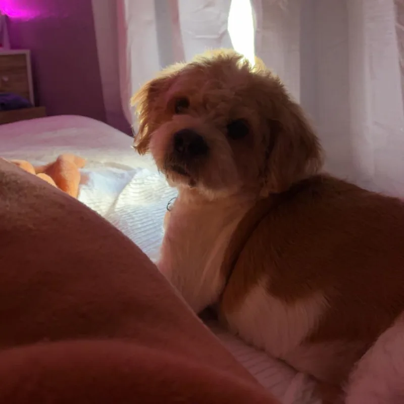 Flounder thumbnail 4