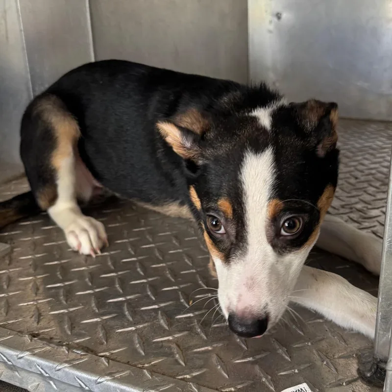 A baby small-sized female Black Beagle dog named Rosy for adoption in Roxboro, NC