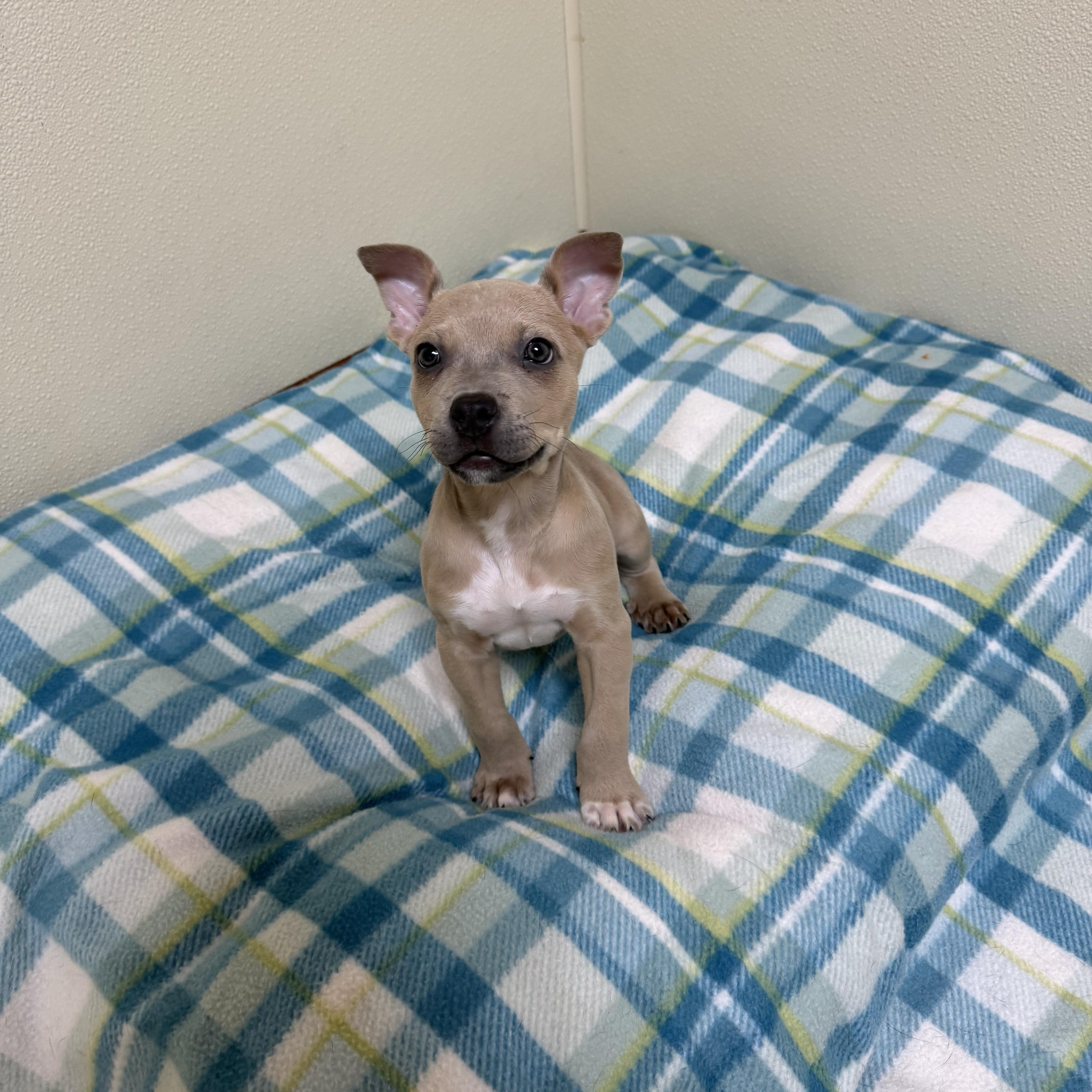 A baby medium-sized female Yellow / Tan / Blond / Fawn Mixed Breed dog named Sassy for adoption in Douglas, MA