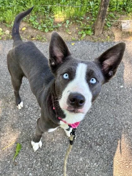 An adult medium-sized female Mixed Breed dog named Jelly for adoption in West Chester, PA