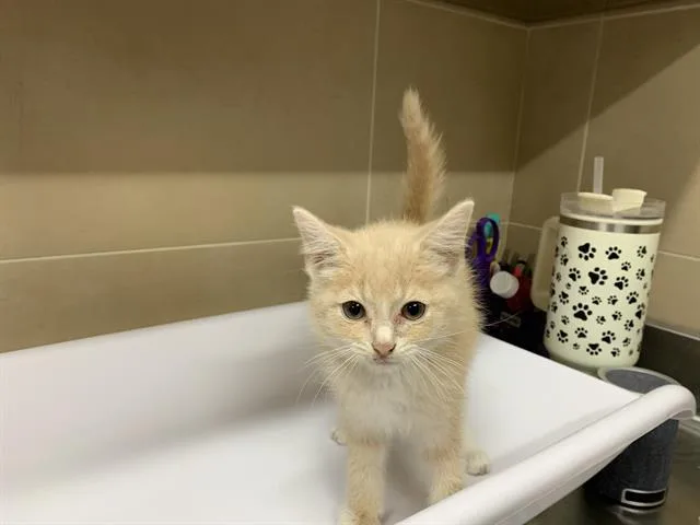 A baby small-sized female Domestic Short Hair cat named Freckles for adoption in Grand Prairie, TX
