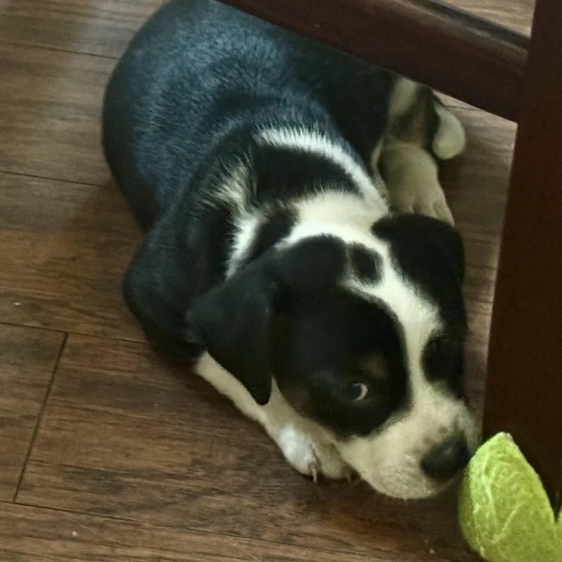 A young medium-sized female Black Hound dog named Bonnie for adoption in Calabash, NC