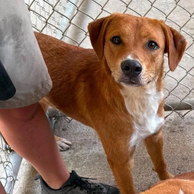 An adult medium-sized female Red / Chestnut / Orange Mixed Breed dog named Macy SH for adoption in Huntington, WV
