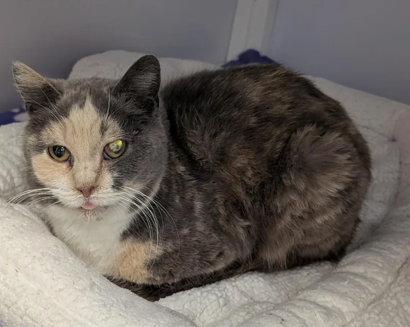 An adult medium-sized female Domestic Short Hair cat named MoonBeam for adoption in Peoria, AZ
