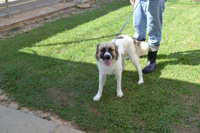 An adult medium-sized male Yellow / Tan / Blond / Fawn Border Collie dog named Dean Dillion for adoption in Jackson, LA