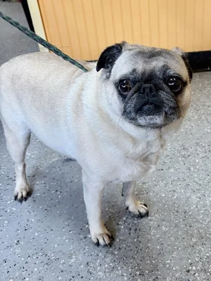 An adult small-sized male Pug dog named Pugsley Addams for adoption in New Orleans, LA