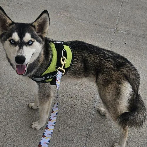 A baby medium-sized male Bicolor Siberian Husky dog named Indy for adoption in Kirksville, MO