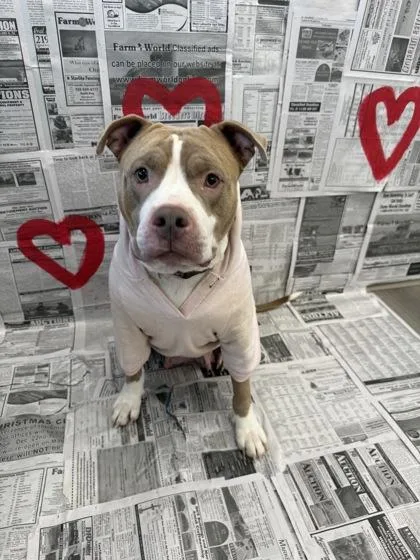 An adult medium-sized female Mixed Breed dog named Ginger for adoption in Lafayette, IN