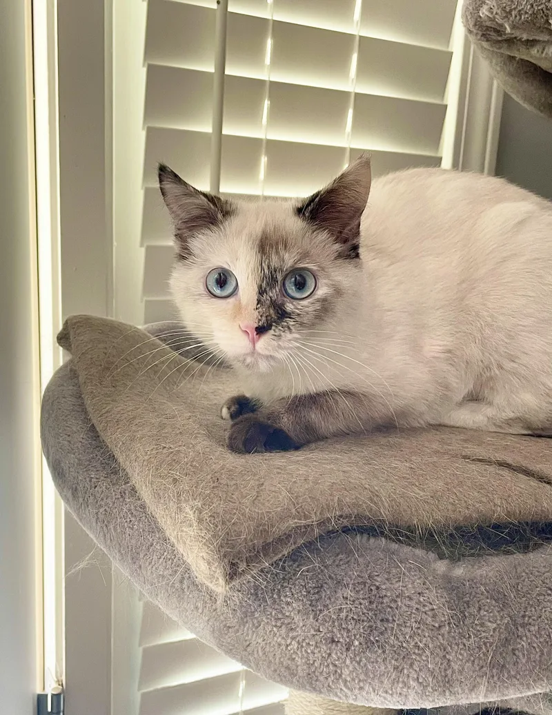 An adult large-sized female Calico Domestic Short Hair cat named Shelby for adoption in Chuckey, TN