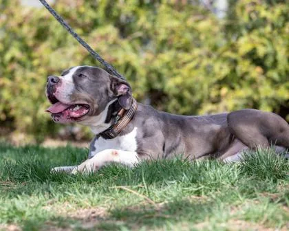 An adult medium-sized male Pit Bull Terrier dog named Sneakers for adoption in Hamilton, NJ