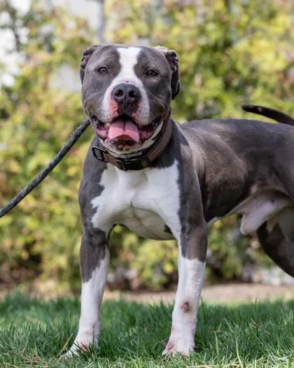 Sneakers thumbnail 2