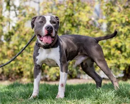 Sneakers thumbnail 3