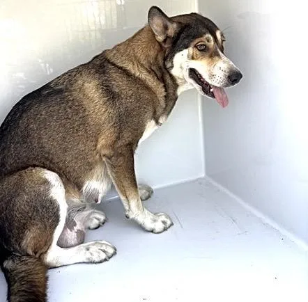 An adult large-sized female Siberian Husky dog named A for adoption in Houston, TX