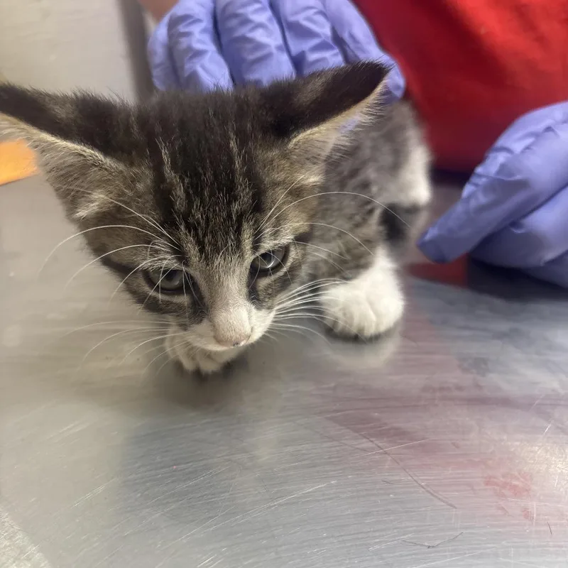A baby small-sized female Black Domestic Short Hair cat named Mew for adoption in Clanton, AL