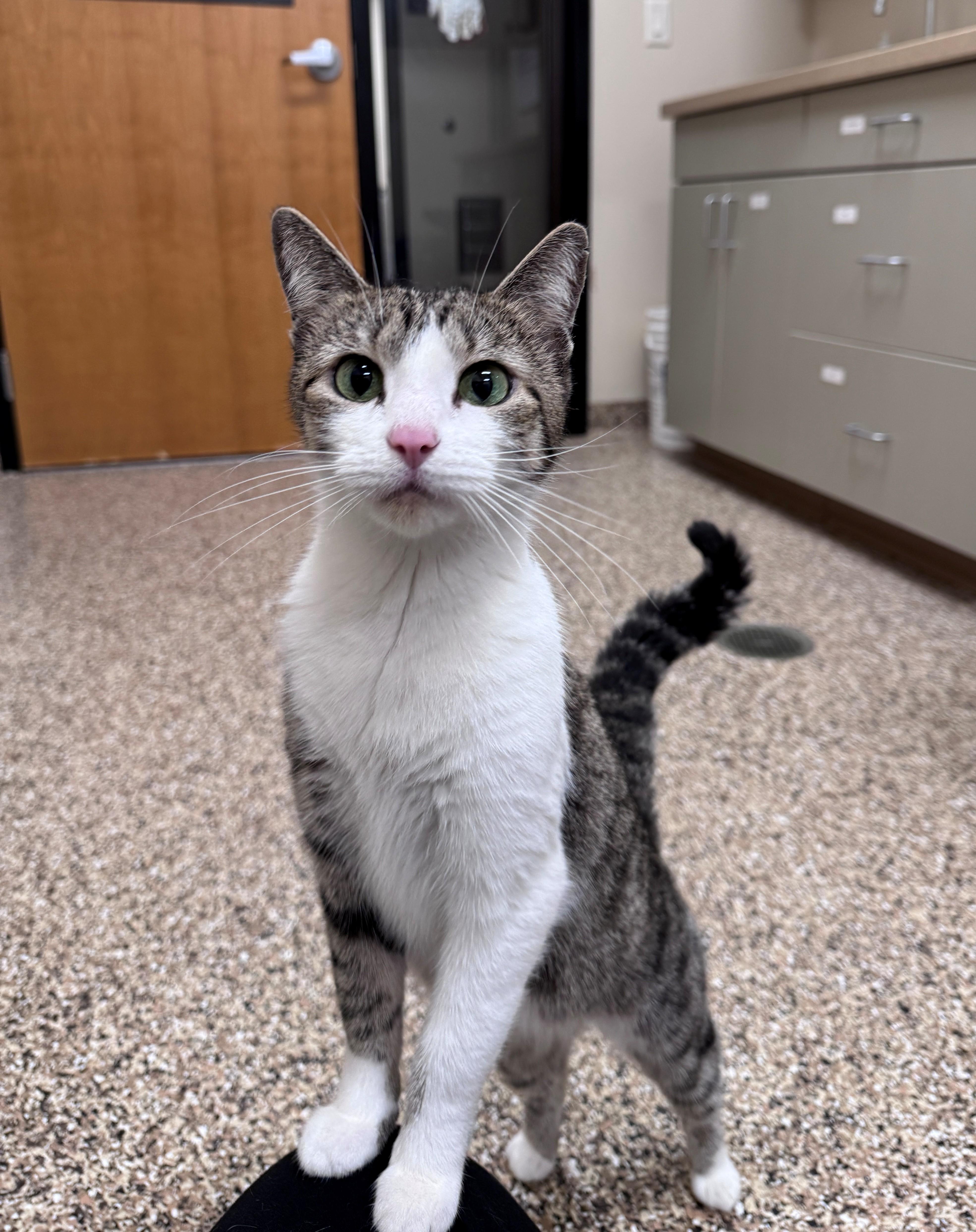 An adult small-sized female Tabby (Brown / Chocolate) Domestic Short Hair cat named Eedie for adoption in Hackensack, MN