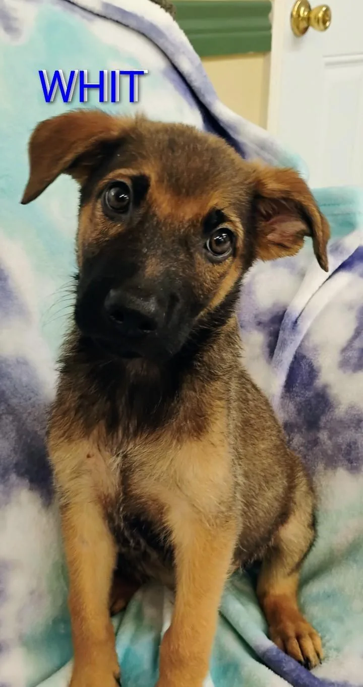 A baby medium-sized male Black German Shepherd Dog dog named Whit for adoption in Saint Jo, TX
