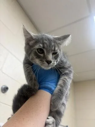 A baby small-sized male Domestic Short Hair cat named Logan for adoption in Westland, MI