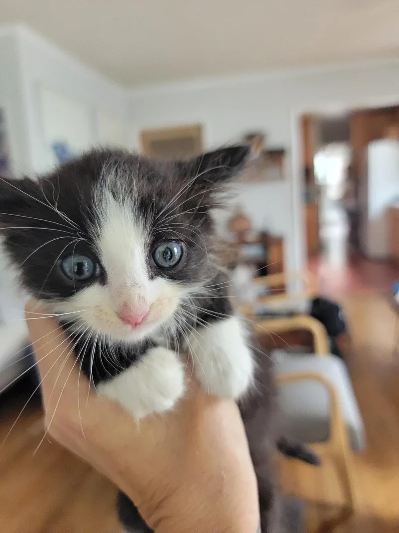 A baby small-sized male Domestic Short Hair cat named Ace for adoption in Long Beach, CA