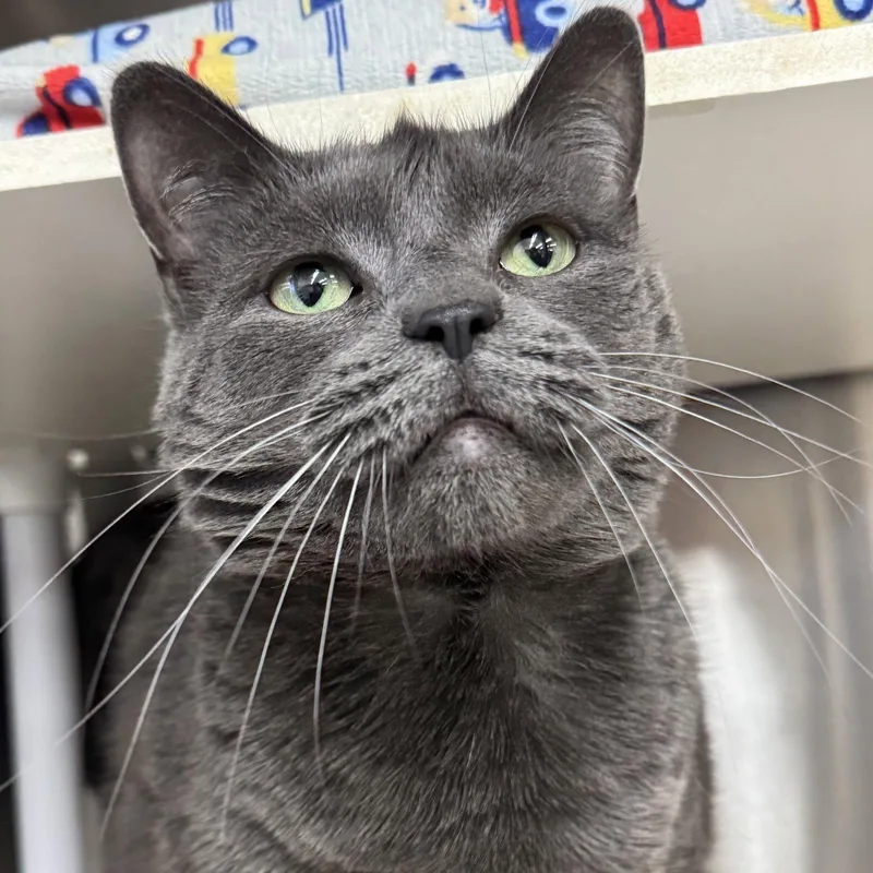 An adult large-sized female Domestic Short Hair cat named Stormy for adoption in Winchendon, MA