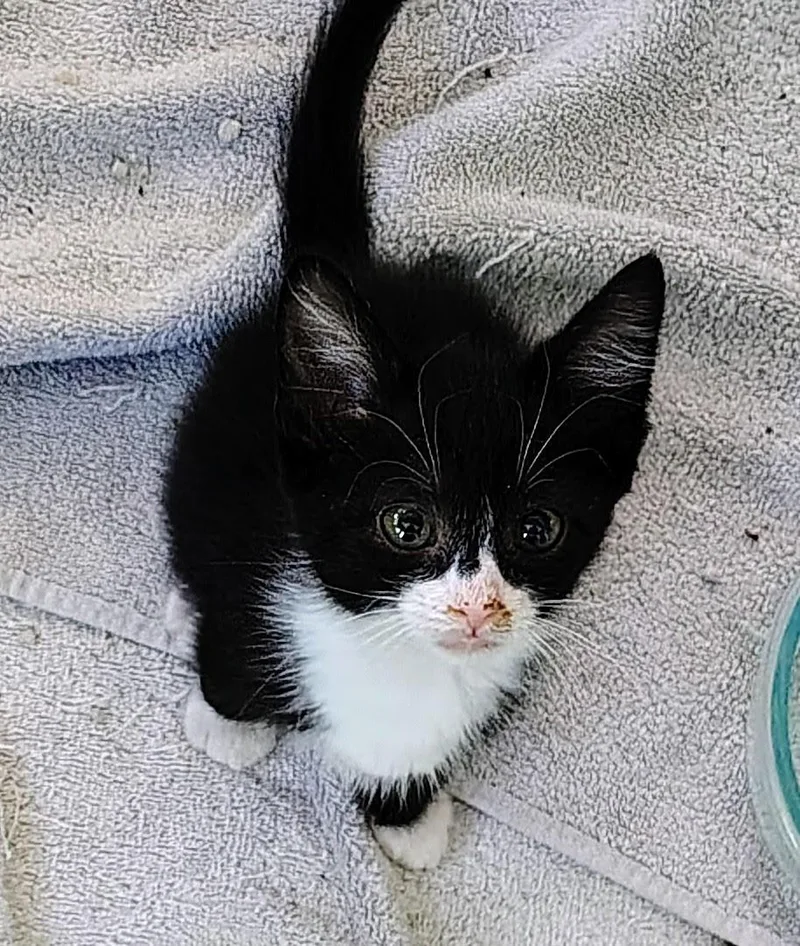 A baby medium-sized male Black & White / Tuxedo Domestic Short Hair cat named Flower for adoption in Baltimore, MD