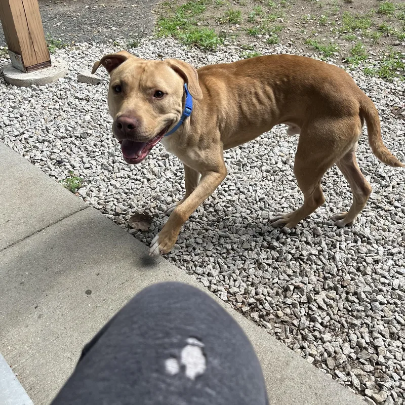 A young large-sized male Labrador Retriever dog named Sonny for adoption in Winthrop, MA