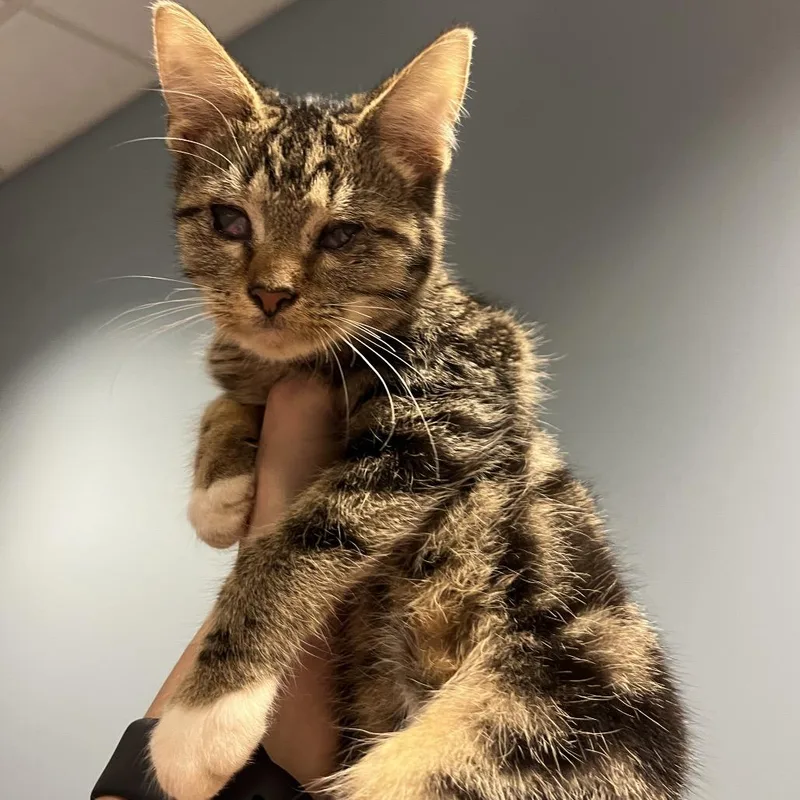 A baby small-sized male Torbie Domestic Short Hair cat named Atlas for adoption in Chattanooga, TN