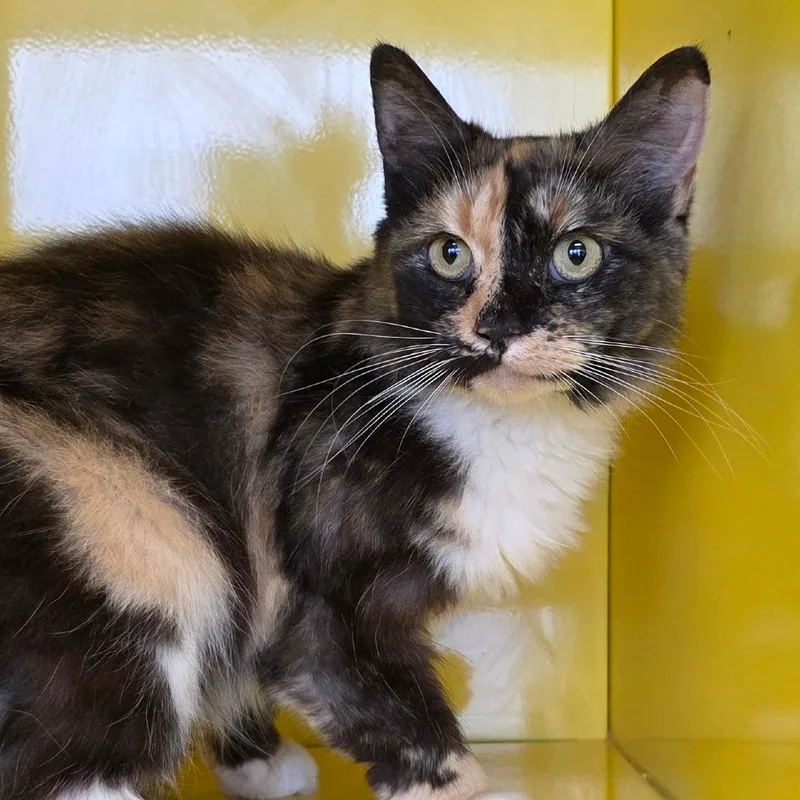 An adult medium-sized female Calico Domestic Long Hair cat named Kallie for adoption in Abilene, TX