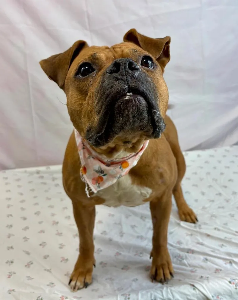 An adult large-sized female Apricot / Beige Pit Bull Terrier dog named Curry for adoption in Austin, TX