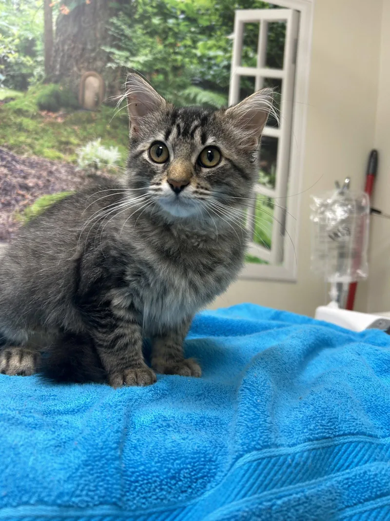 A baby medium-sized female Domestic Medium Hair cat named Weber for adoption in Lancaster, PA
