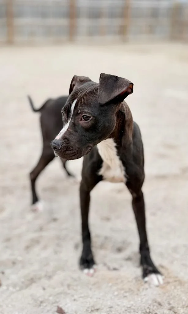 A young medium-sized female Mixed Breed dog named Jada for adoption in Muskegon, MI