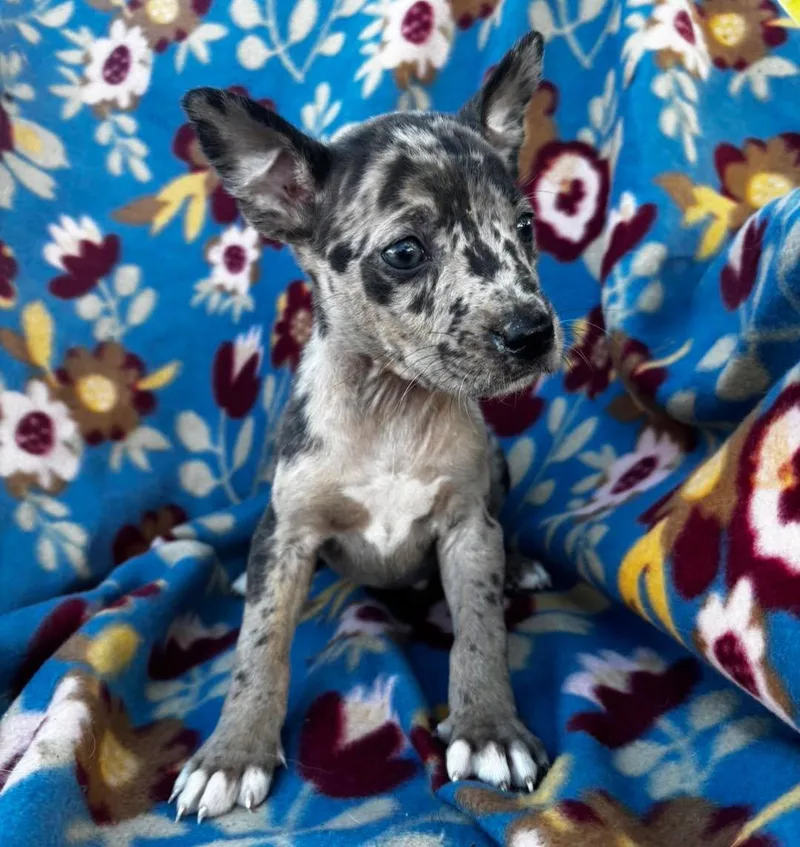 A baby small-sized male Terrier dog named Ty for adoption in Grand Bay, AL