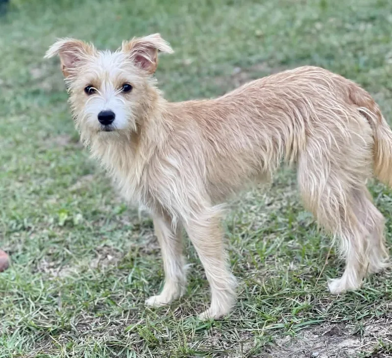 An adult small-sized female Golden Yorkshire Terrier dog named Jolie for adoption in Pawleys Island, SC