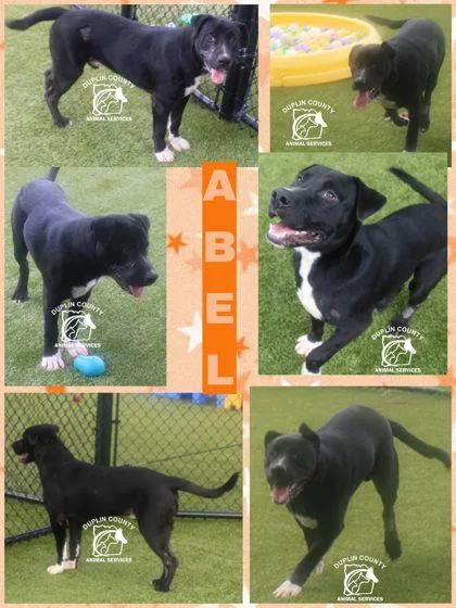 An adult large-sized male American Staffordshire Terrier dog named Abel for adoption in Kenansville, NC