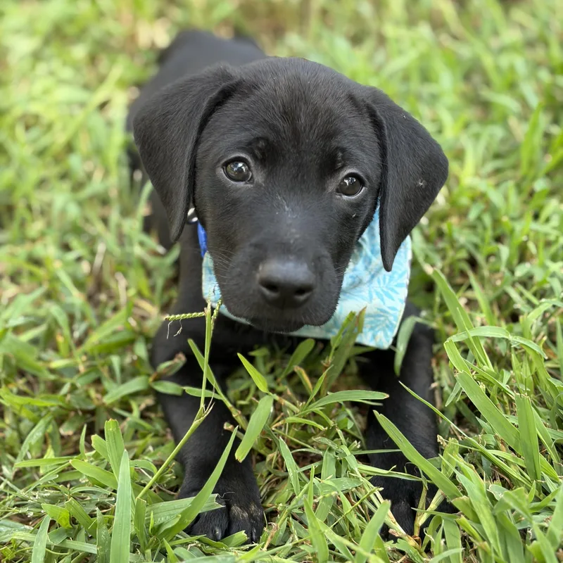 A baby medium-sized male Black Labrador Retriever dog named Deets for adoption in Rock Hill, SC