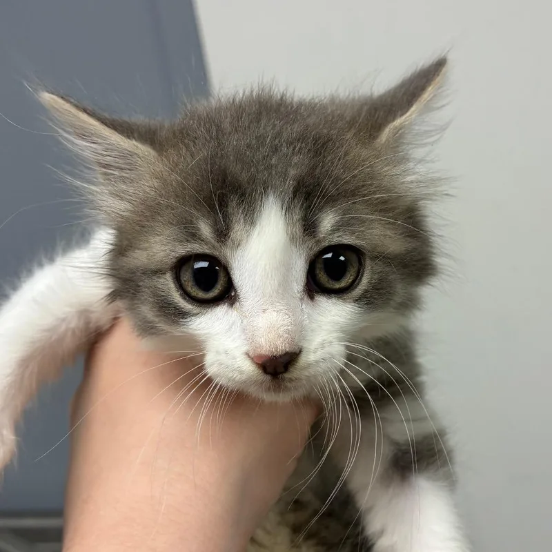 A baby small-sized female White Domestic Short Hair cat named Loretta for adoption in Birmingham, AL