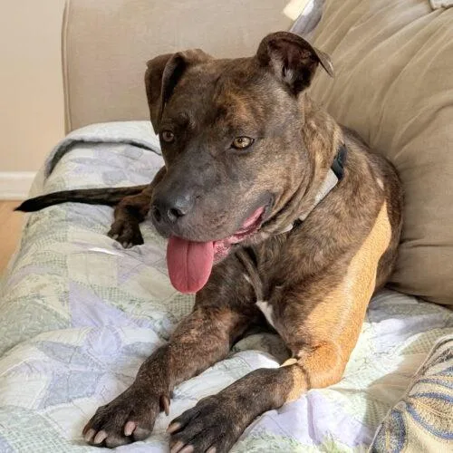 An adult medium-sized female Pit Bull Terrier dog named Summer Louisiana for adoption in Rockaway, NJ